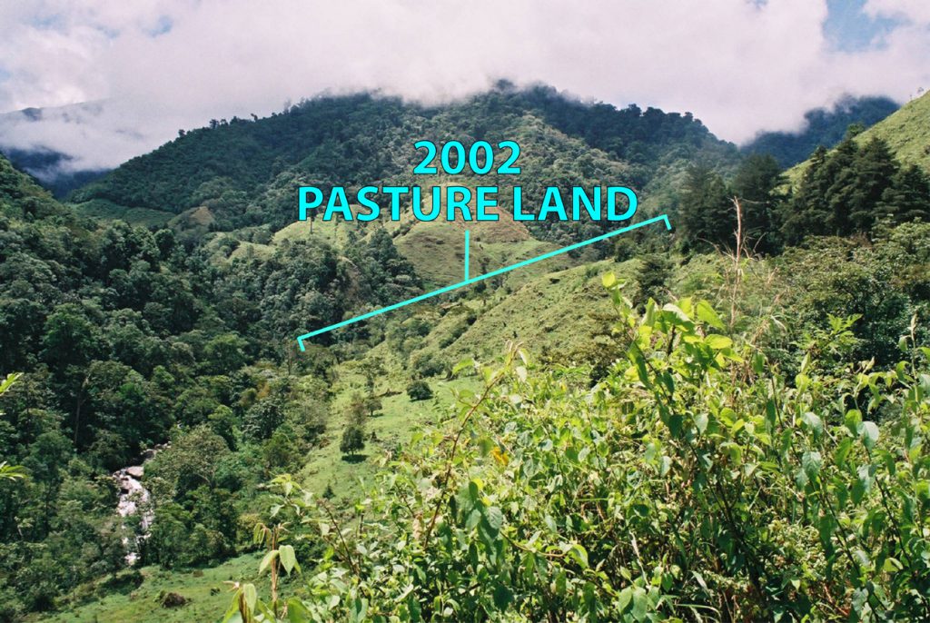 2002 Reforestation Area Pasture
