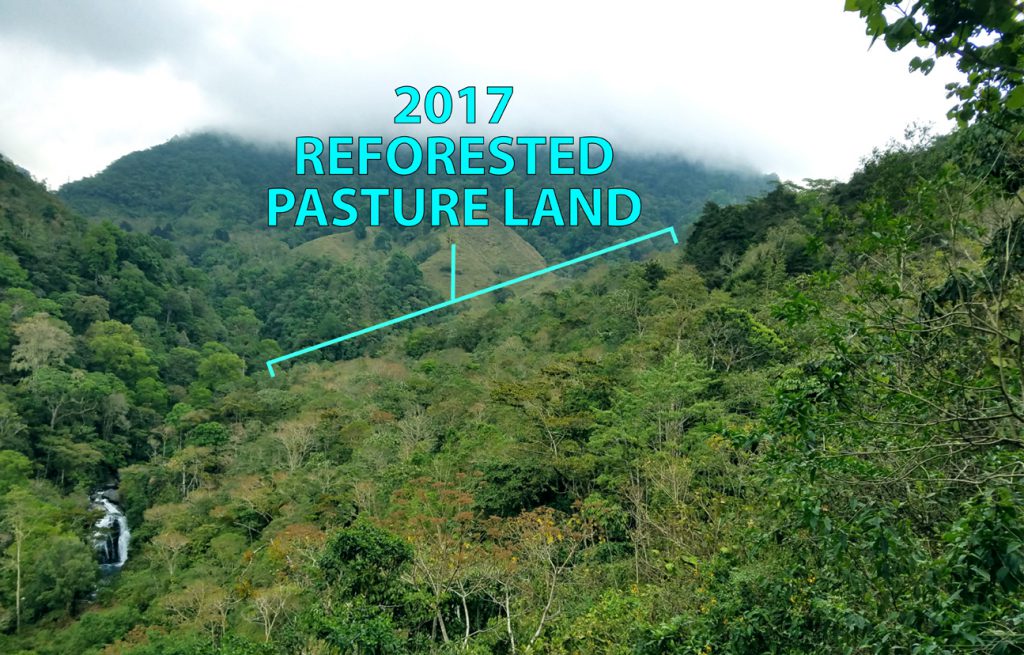 2017 Reforestation Area Cloud Forest