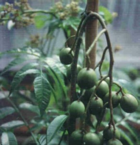 Cloudbridge-Spondias-purpurea-Wild-Plum