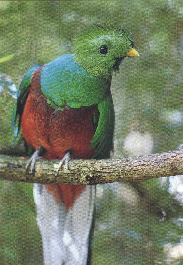 The Resplendent Quetzal in one of our reforested areas.