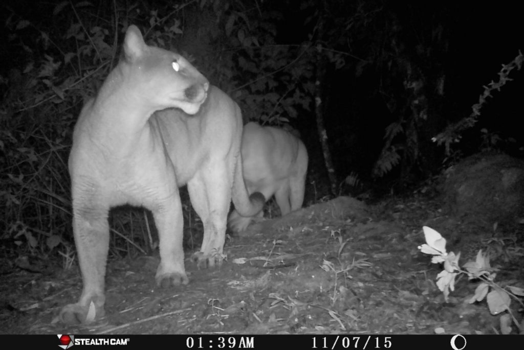A pair of Puma (Puma concolor) caught on a camera trap.