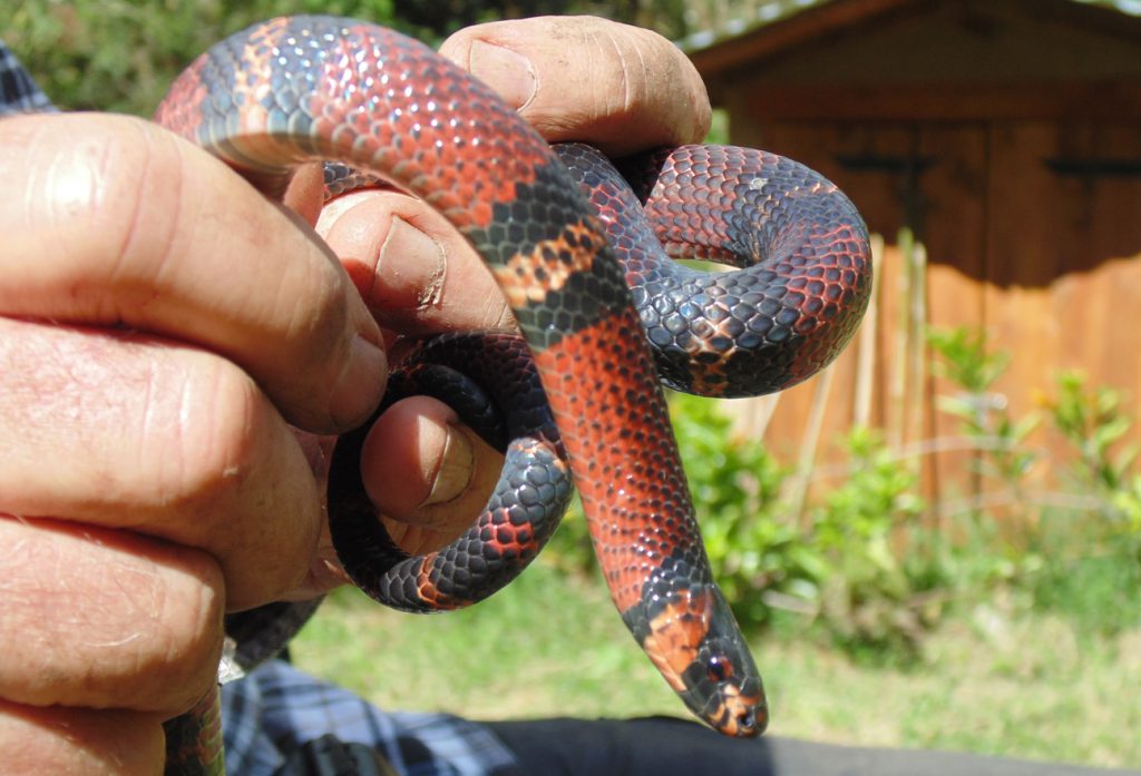 Most snakes at Cloudbridge are harmless, like this juvenile Milksnake (Lampropeltis triangulum).