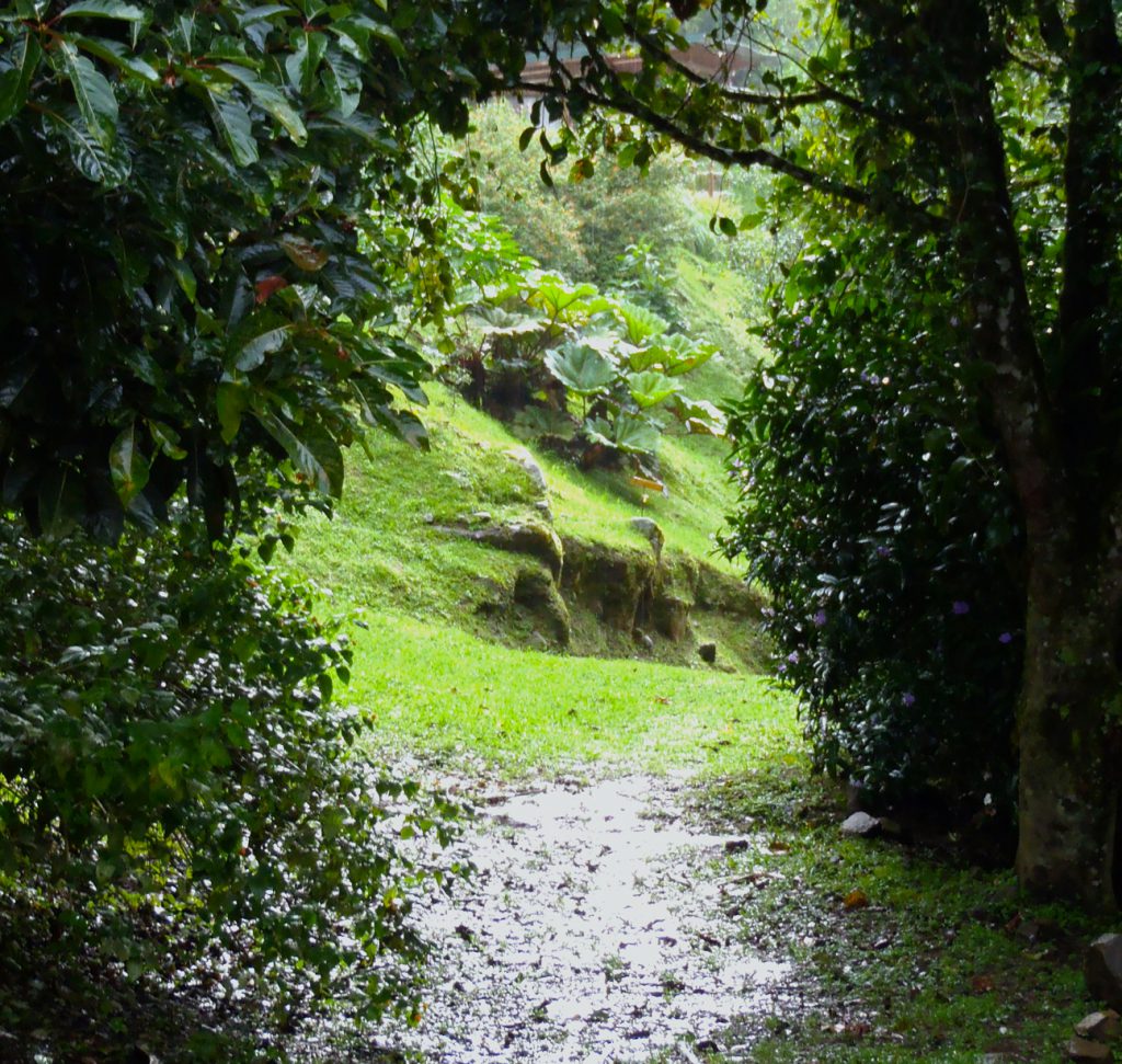 A rainy afternoon is a beautiful thing when you’re in the cloud forest.