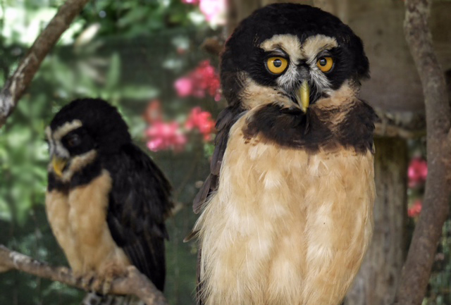 The wise looking Spectacled Owl can be found at Cloudbridge. This photo provided by our friends at Toucan Rescue in San Jose.