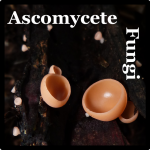 Ascomycete Species List Costa Rica