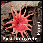 Basidiomycete Fungi Species List Cost Rica