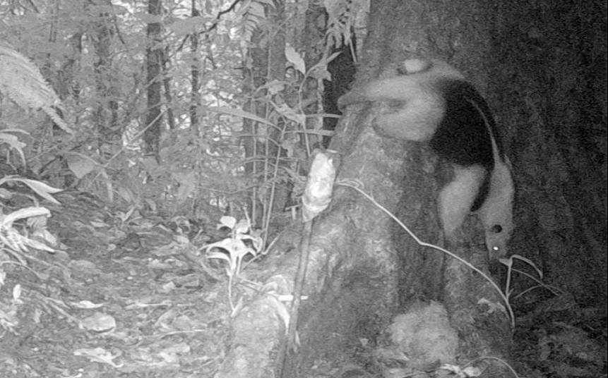 Tamanadua forest health night cam mammal costa rica central america