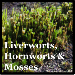 Liverworts, Hornworts Moss Species List Costa Rica