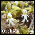 Orchids Species List Costa Rica