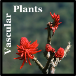 Vascular Plant Species List