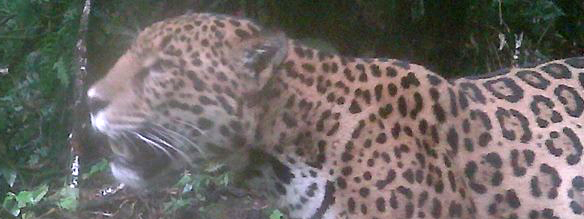Jaguar sign of forest health biodiversity food web support