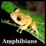Chiriqui Robber Frog (Pristimantis cruentus)