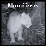 Puma, León de montaña (Puma concolor)