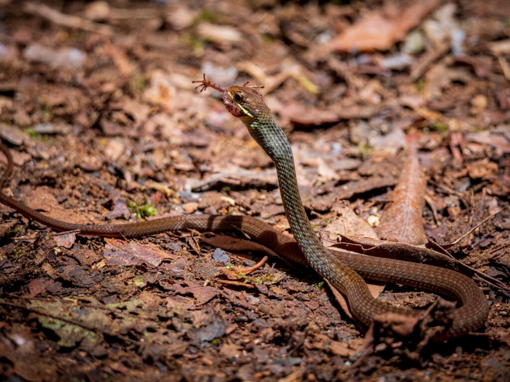 This rainforest Racer was caught in the act of eating a frog. Photo credit: Luke Griffiths