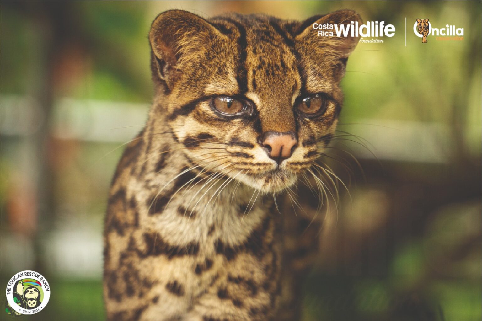 Oncilla Conservation and the Costa Rica Wildlife Foundation How to